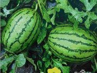 吃瓜网在线,吃瓜网带你领略明星幕后故事