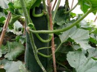 黑料网今日大瓜